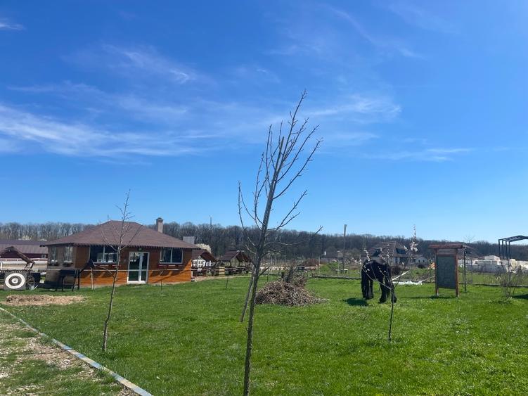 Proprietar vând teren intravilan în satul Runcu comuna Dascalu