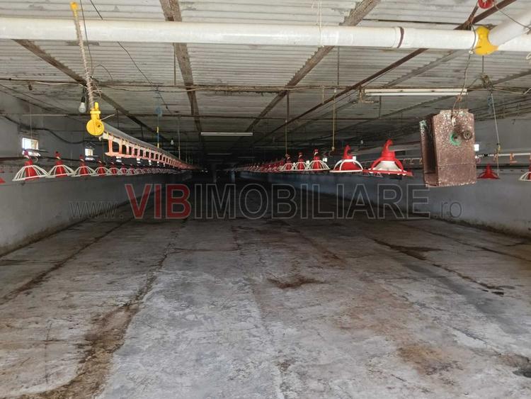 Afacere de vânzare: Fermă Creștere Pui – Ialomița la 60 km de București