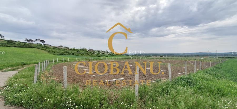 Teren intravilan cu PLANTATIE DE GOJII de vanzare in Racari - 16