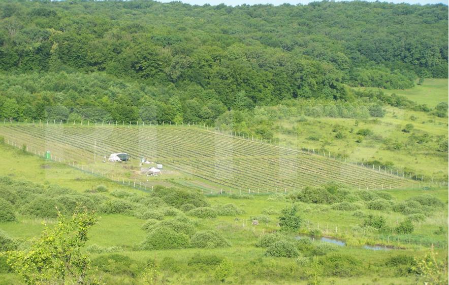 Afacere la Cheie: Plantație Afine – 1.93 Ha – Profit Garantat
