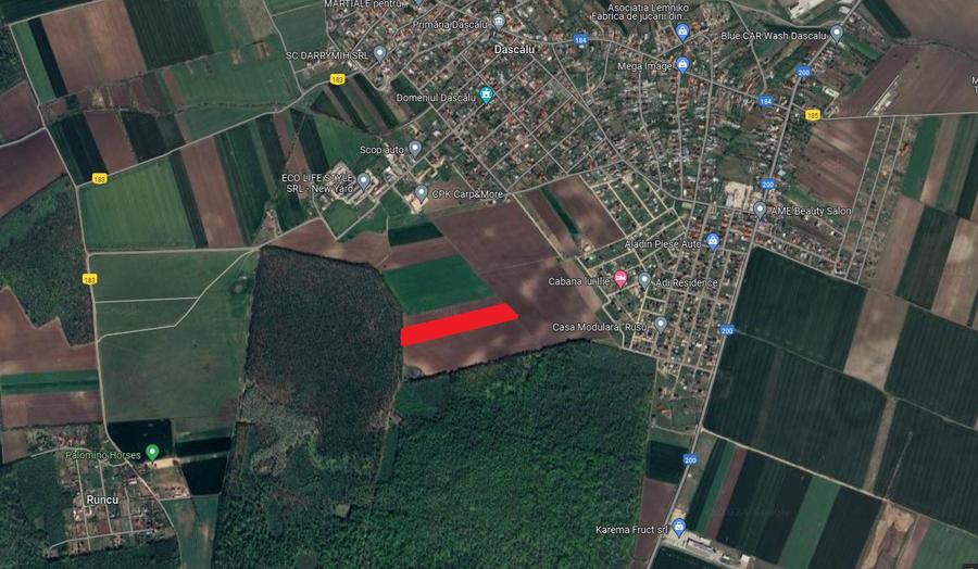 Teren intravilan 13.500 mp Dascalu - Padure Runcu