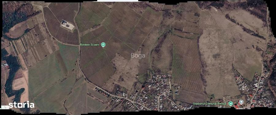 Vie Vanzare Podgoria Dealu-Mare, Boldesti-Scaeni, Prahova - 16.50 ha compacte - 2