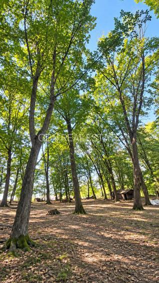 Vânzare teren extravilan pădure+ Pășune 17 000 mp Covasna - 7