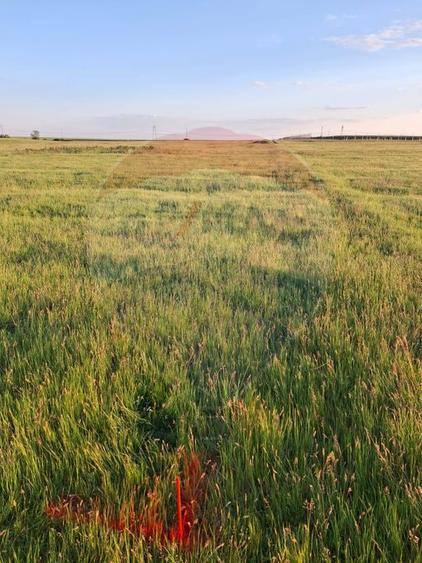 Teren intravilan, zona in plina dezvoltare industriala loc. Frumuseni