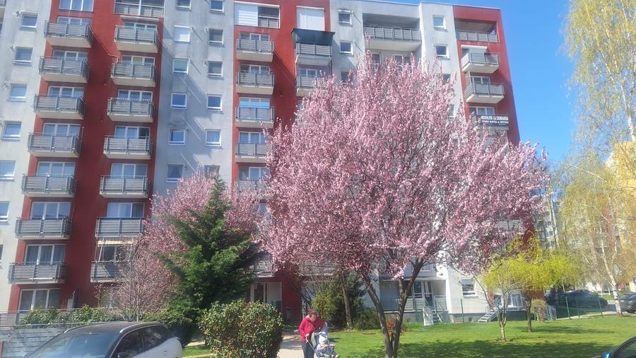 Apartament 3 camere de inchiriat