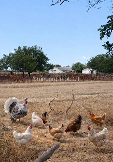 Ferma 10 ha Pantelimon - 7