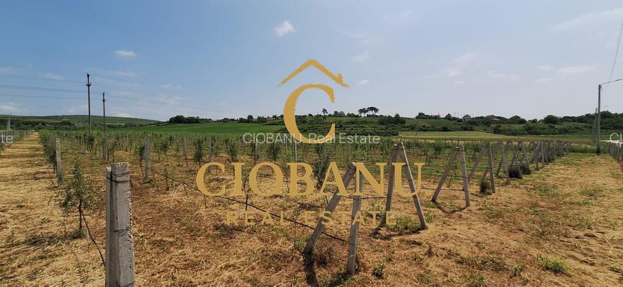 Teren intravilan cu PLANTATIE DE GOJII de vanzare in Racari - 6