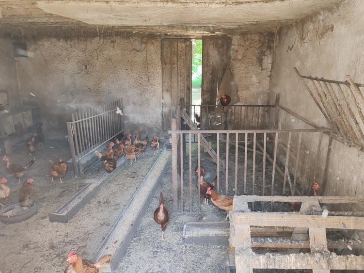 Casa 3 camere libera la vanzare TARLUNGENI