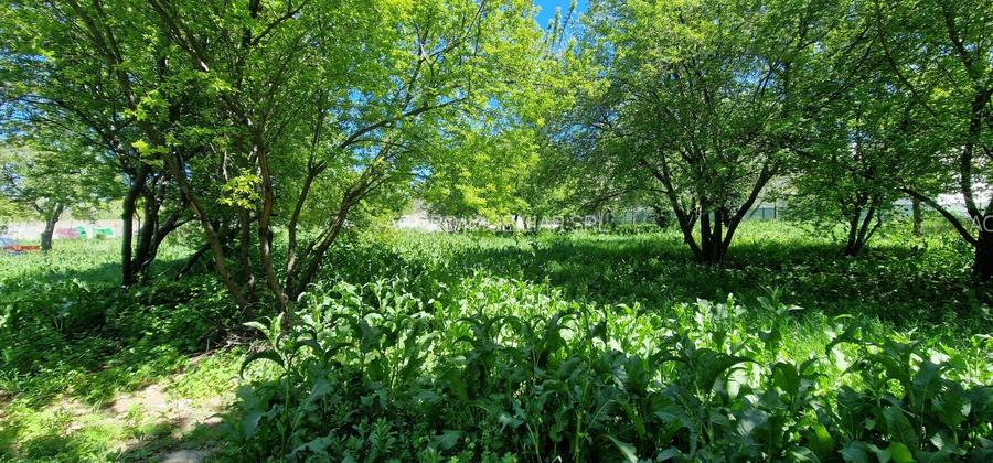 Teren ideal dezvoltare imobiliara. - 6
