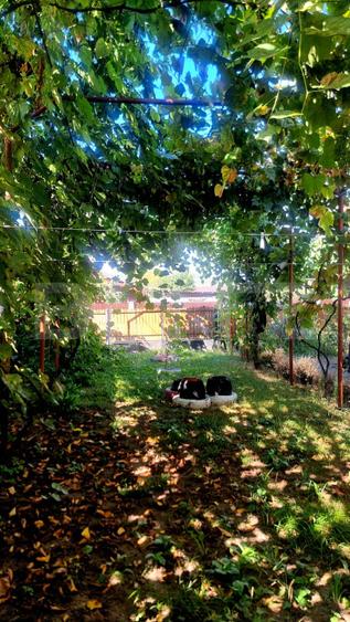 CASA si teren 736 mp Magureni/PH