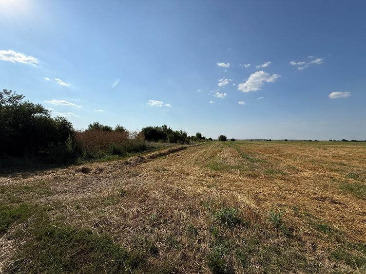 TEREN INTRAVILAN 5.000 MP – DÂRZA, CREVEDIA | 8 €/MP | OPORTUNITATE