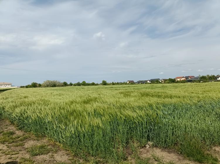 Teren lotizat, 8236 mp, preț minimal, Corbeanca