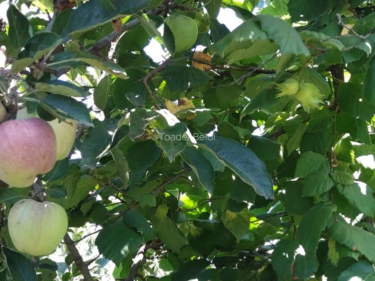 Casa de vacanta Corbii Mari cu teren generos livada si gradina - 11