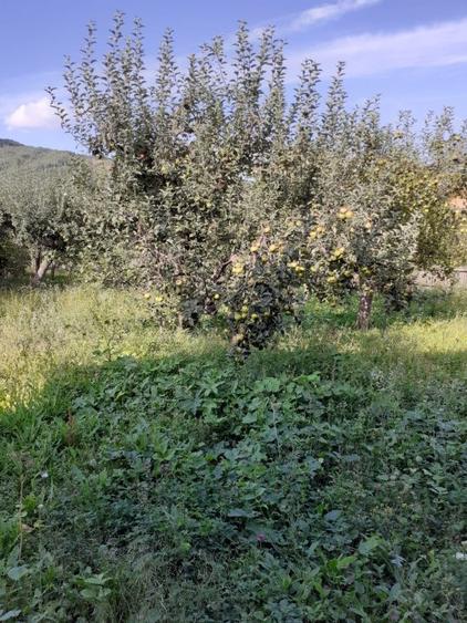 Casa Schiulesti