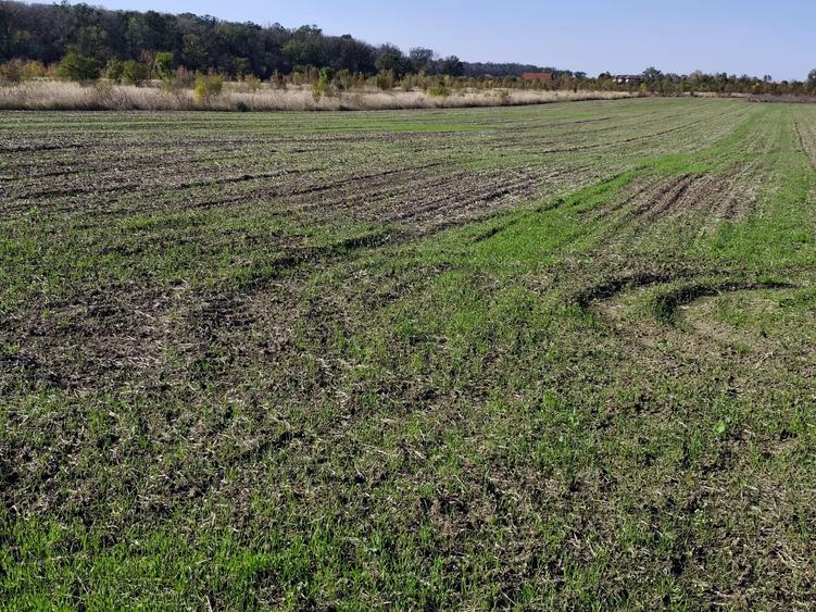 FARA COMISIOANE teren extravilan aproape de padure 5054mp merita vazut