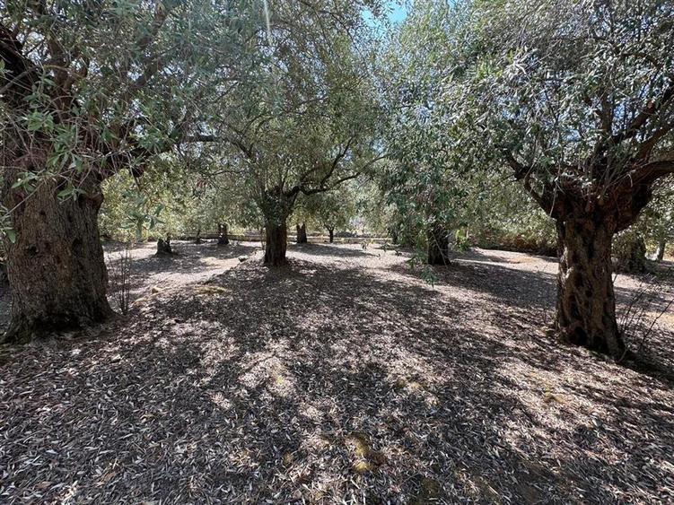 Teren intravilan pe insula Thassos, aproape de plaja salbatica