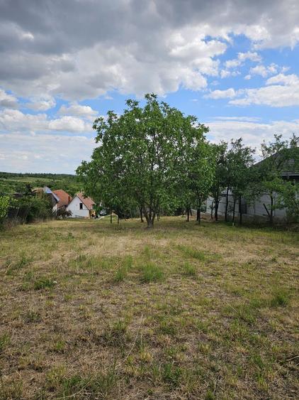 Teren construibil Saldabagiu de Munte 780 mp