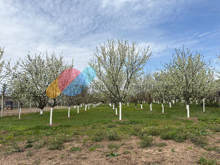 Casă individuală 260mp, teren 2.145 mp și livadă,  Zonă Kaufland, Turda