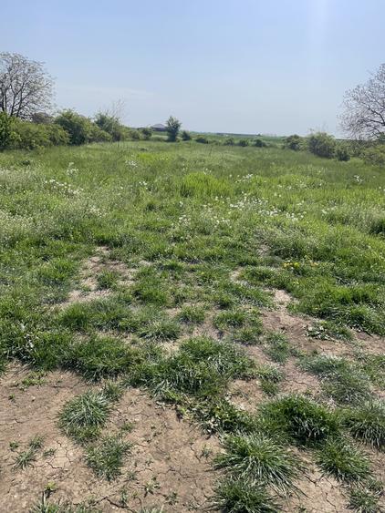Dascalu 17 km Bucuresti , 1040mp , locul ideal pentru o locuinta familiara!!