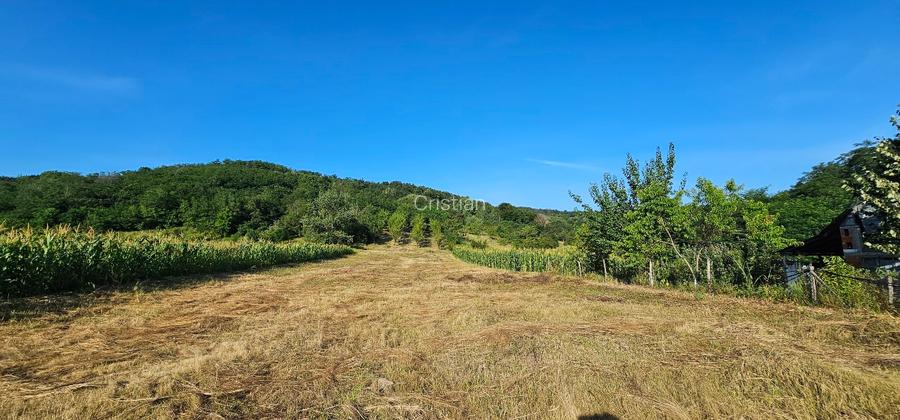 VÂNZARE MOȘIE – Sat Mitrofani, Comuna Mitrofani, jud. Vâlcea - 14