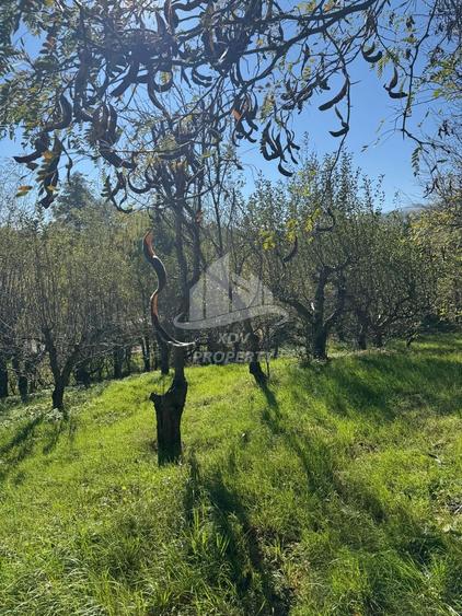 Teren in zona turistica Porumbacu de Sus, 4600 mp