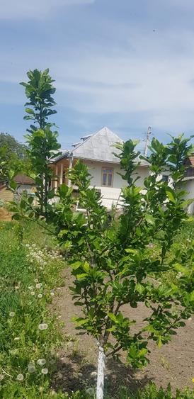 CASA DE VÂNZARE in comuna Ghindaoani /Neamț