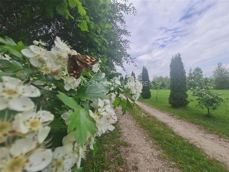 Refugiu idilic cu oglinda de apa, panorama montana, Glajerie/Rasnov, ideal mini - 33