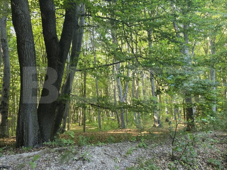 Teren de 524 mp la liziera padurii Faget