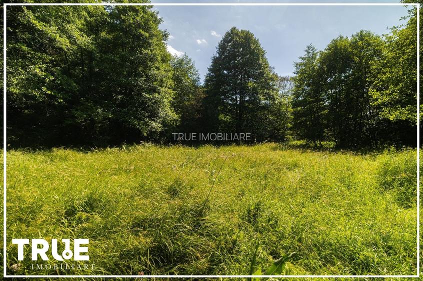 Teren intravilan 2.800 m² în Câmpu Cetății – liniște și natură - 6