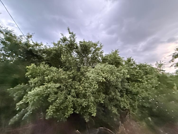 Teren 1000 mp Adunații-Copăceni (Dărăști-Vlașca)-Giurgiu - 11