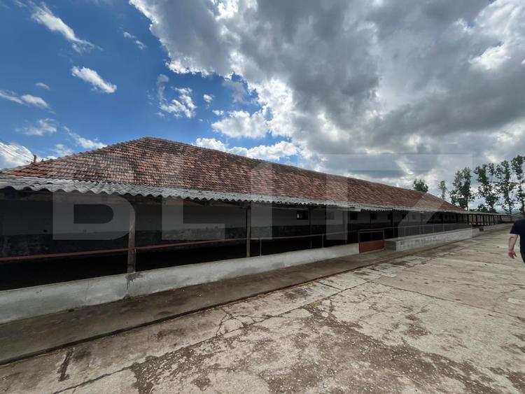Ferma de bovine - oportunitate pentru investitori sau fermieri profesionisti