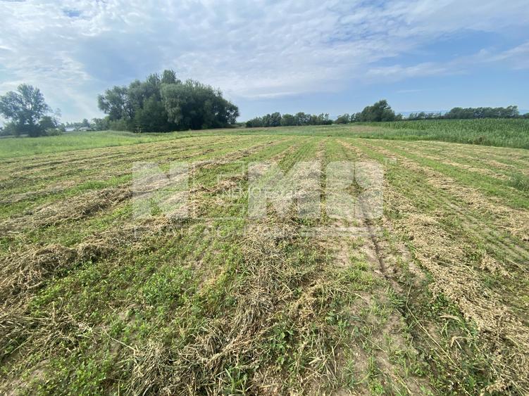 Teren Extravilan | 23 Ari | Satu Mare | Suceava - 4