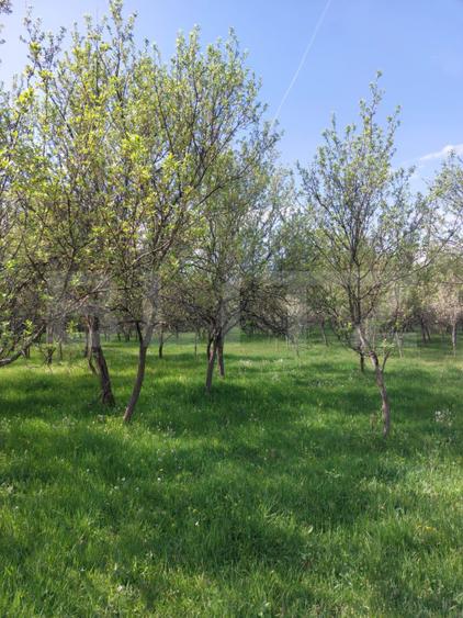 Teren 6500 mp, front 125 ml, utilitati, liniste – Ulieș, comuna Gurasada