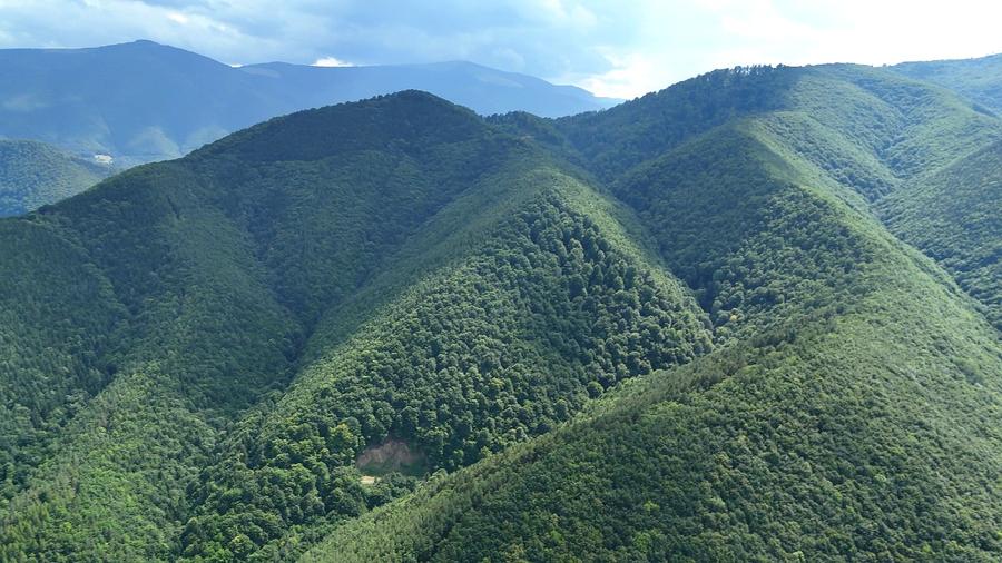Teren intravilan 2.938 mp în Tocile – pădure, pârâu și potențial de construire