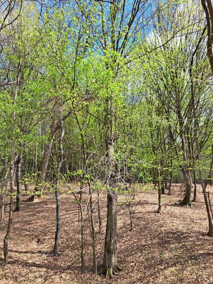 Teren între livezi și pădure, Vălcănești-7500 mp,ideal pentru refugiu în natura