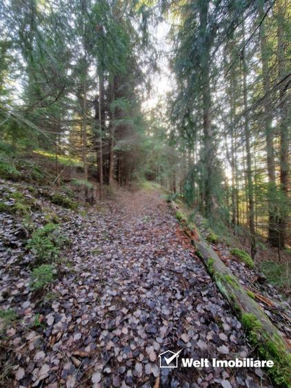 Eco Retreat Land in Apuseni Romania - Poiana Horea