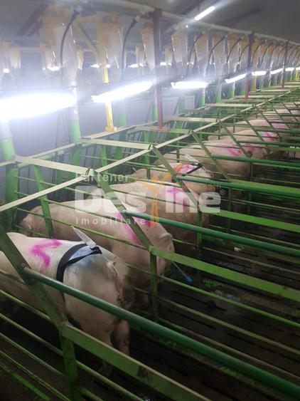 AFACERE LA CHEIE  FERMA DE  PORCI