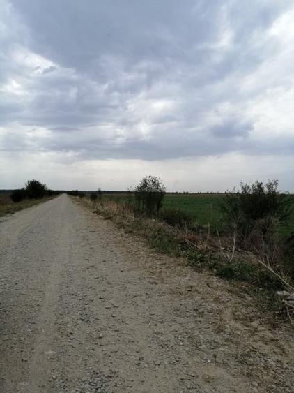 Branesti