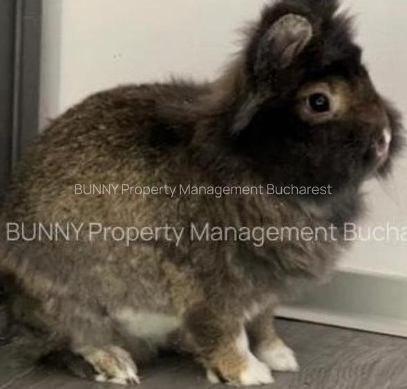 LA DEZASTRU! Parcul Ioanid – Piața Romană - 3
