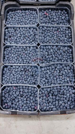 BUSINESS DE VANZARE Plantatie de afin din Romania