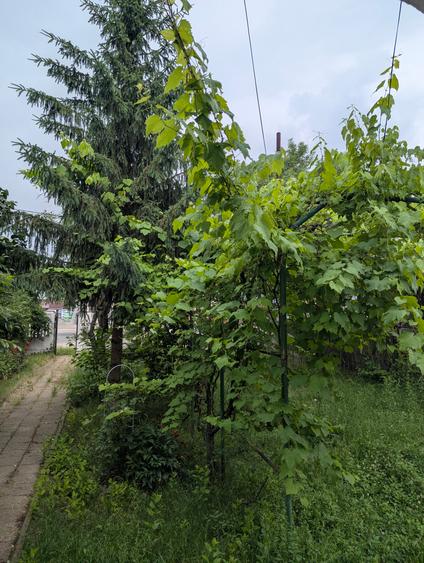 REDUSĂ CU 40.000 €! De la 160.000 € la doar 120.000 € ,Vilă P+1+M cu 8.246 mp te