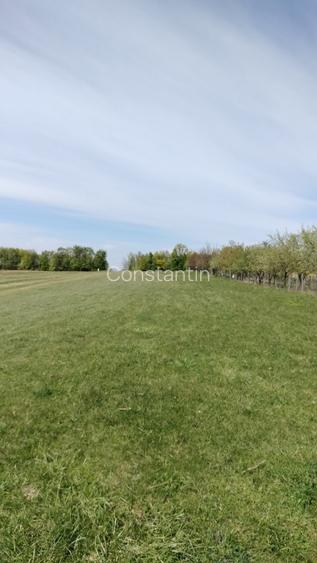 Teren extravilan 7.200 mp Bordea - Grajduri/ Oportunitate Investiție  - 12