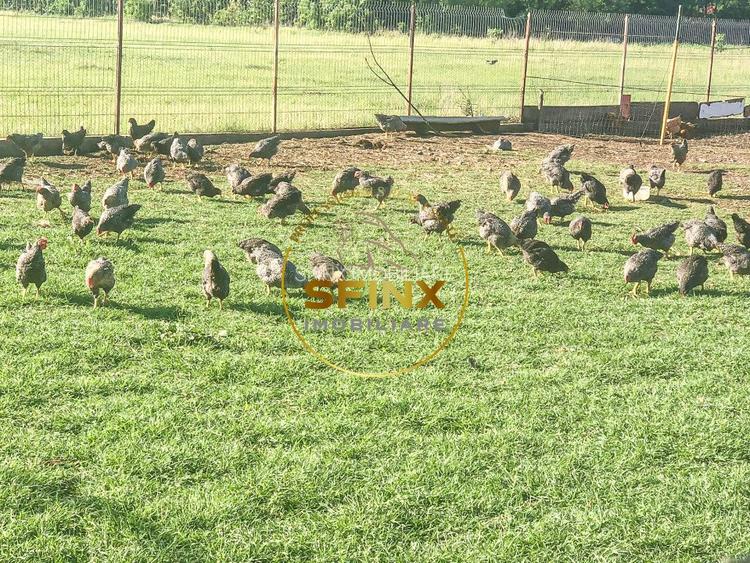 De vanzare ferma Calarasi in stare de conservare - sere - livada - 24