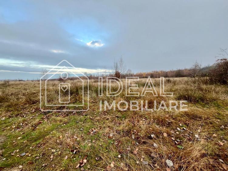 Teren extravilan 6.500 mp – Cârțișoara | Comision 0%
