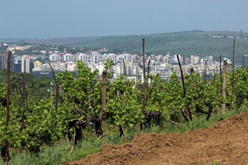 Teren de vanzare,  la 1,3km de LIDL Bucium, vecinatate cartier Panoramic - 9
