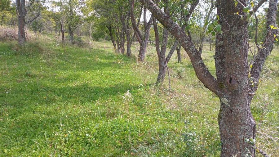 Teren extravilan 10.000 mp – Livadă de pruni, Dorolea (15 km de Bistrița)