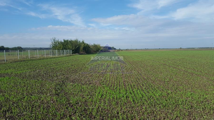 Vanzare teren 24.000 mp, la padure, Dascalu - Runcu