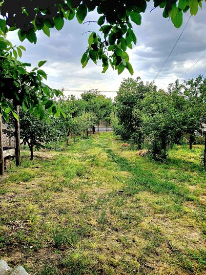 Seimenii Mari Casa 5 camere S.teren:4260 +vie+pomi fructiferi vedere la Dunare