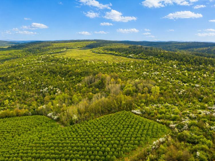 Teren 20 ha vestul Romaniei – ideal plantație aluni / livadă