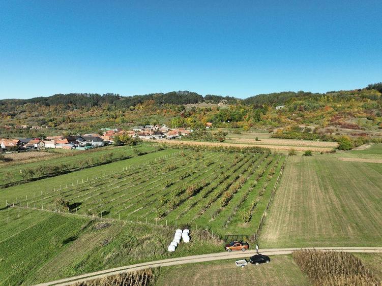 RECO, Teren cu livada de ciresi, Zona Auseu, Bihor